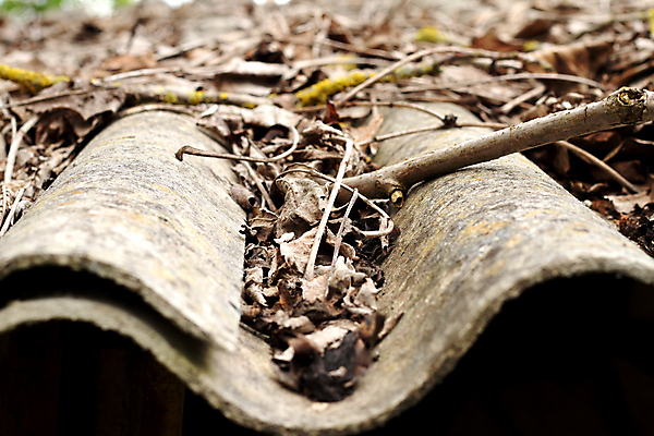 포토 JPG 해외이미지 잎 지붕 주택 사람없음 가을 청소 문제 유지 옛날 해외202004 해외포토 식물 계절 건물 파일형식 이미지허브