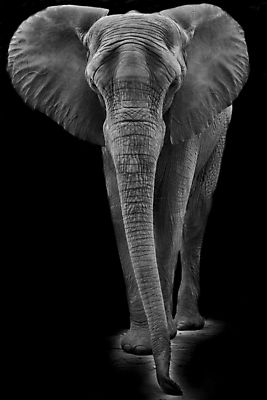 포토 JPG 해외이미지 동물 야생동물 여행 포유류 아프리카 자연 초식동물 코끼리 사람없음 여행객 힘 보호 큼 사파리 상아 멸종 보츠와나 해외202004 해외포토 나라 컨셉 사람 크기 생태계 파일형식 이미지허브