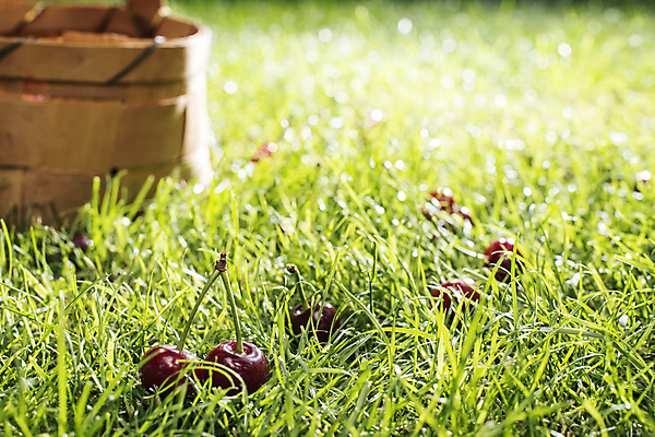 포토 JPG 해외이미지 나무 계절 음식 백그라운드 잎 밭 농업 과일 자연 건강 사람없음 야외 빨간색 초록색 바구니 정원 수확 신선 체리 달콤 유기농 원예 내추럴 숙성 해외202004 해외포토 식물 웰빙 산업 컬러 취미 맛 생태계 파일형식 이미지허브
