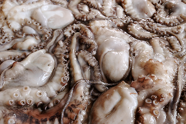 포토 JPG 해외이미지 음식 바다 낚시 어류 사람없음 시장 먹기 오징어 날것 문어 촉수 해외202004 해외포토 모션 레저 연체동물 수중동물 파일형식 이미지허브