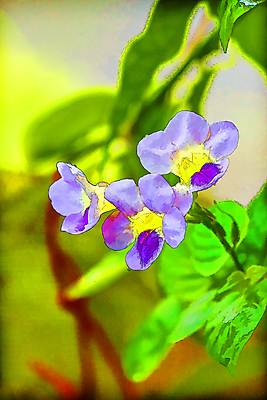 포토 JPG 해외이미지 나무 식물 전통 공원 꽃잎 꽃 화초 백그라운드 꽃무늬 채소 일러스트 재료 자연 건강 풍경 사람없음 장식 초록색 여름 컬러풀 정원 보라색 흰색 신선 개화 달콤 수프 만화 허브 제비꽃 그림 내추럴 식용 해외202004 해외포토 계절 공공시설 컬러 무늬 맛 생태계 파일형식 이미지허브