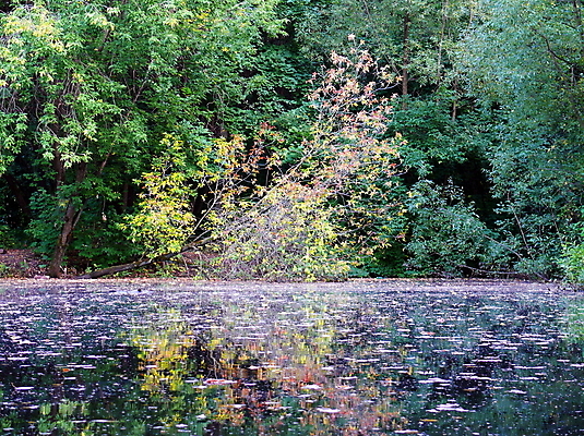 포토 JPG 해외이미지 나무 계절 공원 호수 잎 오렌지 자연 휴식 따뜻함 풍경 사람없음 야외 목재 빨간색 초록색 컬러풀 갈색 노란색 평화 환경 가을 시골 연못 황금 숲 신비 11월 땅 장면 10월 내추럴 해외202004 해외포토 식물 공공시설 컬러 컨셉 과일 재료 날짜 생태계 파일형식 이미지허브
