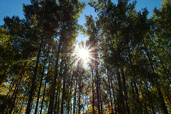 포토 JPG 해외이미지 나무 계절 잎 캐나다 날리기 바람 사람없음 빛 햇빛 태양 노란색 추위 가을 소프트포커스 숲 시원함 10월 미루나무 밴프 앨버타 로키산맥 해외202004 해외포토 자연요소 식물 컬러 북아메리카 모션 날씨 산 촬영기법 날짜 파일형식 이미지허브