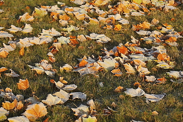 포토 JPG 해외이미지 유럽 단풍 잎 포장 거리 함께함 사람없음 빨간색 컬러풀 갈색 노란색 뚜껑 가을 보행로 서리 시트 해외202004 해외포토 식물 계절 나라 길 컬러 컨셉 파일형식 이미지허브
