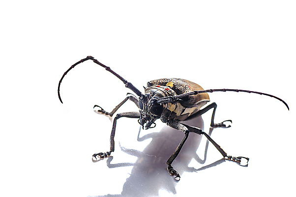 포토 JPG 해외이미지 나무 동물 남자 야생동물 곤충 백그라운드 잎 날개 자연 뿔 안테나 사람없음 목재 갈색 노란색 흰색 닫기 벌레 위험 큼 지중해 딱정벌레 묘사 싸움 망고 펜치 거인 토막 고립 동물상 몬스터 이스라엘 집게발 해외202004 해외포토 식물 바다 컬러 컨셉 재료 통신 모션 사람 조형물 공구 크기 열대과일 생태계 서아시아 파일형식 이미지허브