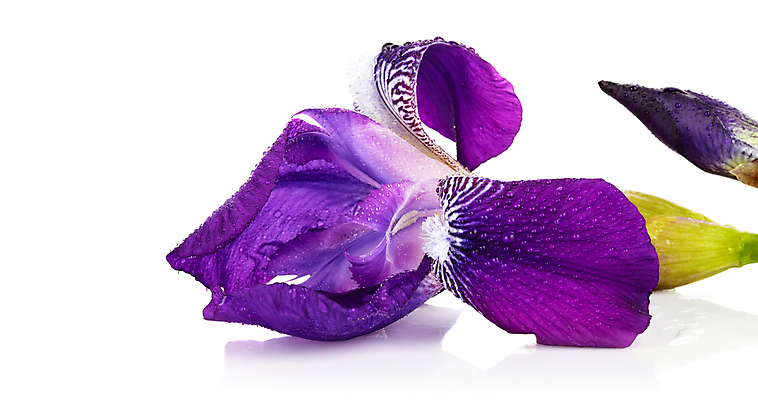 포토 JPG 해외이미지 식물 꽃잎 꽃 줄기 꽃다발 잎 꽃무늬 자연 유리 사람없음 초록색 파란색 보라색 봄 성장 벚꽃 물방울 신선 우아함 이슬 자르기 순수 오브젝트 싱글 붓꽃 천진난만 해외202004 해외포토 계절 컬러 컨셉 무늬 모션 재질 생태계 파일형식 이미지허브