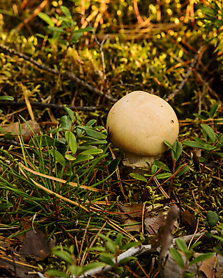 포토 JPG 해외이미지 유럽 자연 노르웨이 이끼 사람없음 야외 버섯 일몰 가을 삼림지대 스칸디나비아 해외202004 해외포토 계절 나라 노을 숲 생태계 파일형식 이미지허브