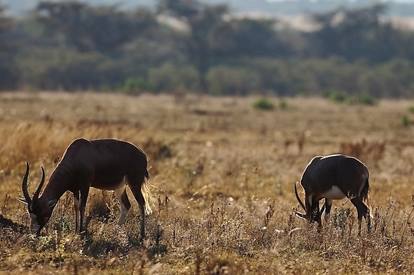 포토 JPG 해외이미지 동물 한마리 응시 야생동물 새끼 포유류 아프리카 자연 뿔 서기 사람없음 야외 옆모습 가로 초록색 갈색 일몰 황무지 고독 사파리 영양 케냐 노려봄 가젤 보호구역 사바나 초식 탄자니아 평야 해외202004 해외포토 1 시선 감정 나라 뷰포인트 컬러 모션 표정 노을 생태계 구역 파일형식 이미지허브