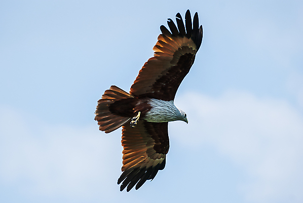 포토 JPG 해외이미지 동물 아시아 호수 야생동물 청소년 자연 조류 낚시 어류 사람없음 초록색 물 강 갈색 힘 자유 잡기 공격 먹기 연 속도 사냥 독수리 육식동물 사냥꾼 말레이시아 때리기 무료 민물 집게발 해외202004 해외포토 자연요소 직업 나라 컬러 컨셉 모션 레저 사람 놀이용품 수중동물 생태계 파일형식 이미지허브