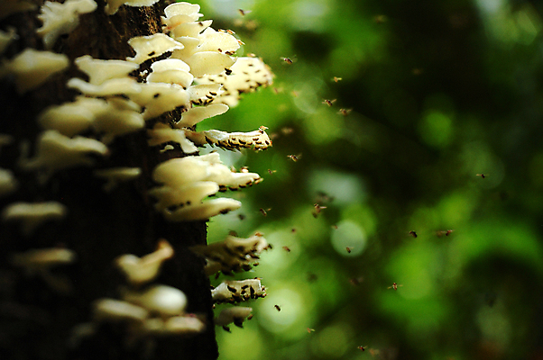 포토 JPG 해외이미지 나무 식물 아시아 음식 곤충 백그라운드 과일 자연 건강 사람없음 환경 버섯 원형 닫기 해충 숲 수분 열대우림 원시시대 곰팡이 해외202004 해외포토 도형 동물 나라 모션 역사 벌레 생태계 파일형식 이미지허브