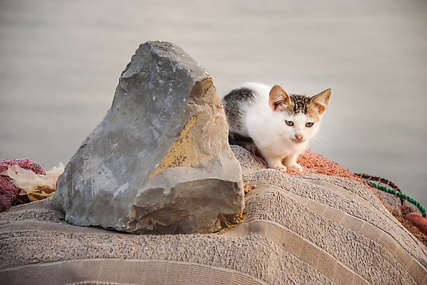포토 JPG 해외이미지 동물 1 응시 감정 얼굴 야생동물 새끼 바다 포즈 자연 털 앉기 사람없음 야외 반려동물 햇빛 갈색 쌓기 고양이 바위 흰색 아기 얼룩 오픈 입 달콤 강아지 작음 만족 귀 동물상 혼자 해외202004 해외포토 시선 컬러 포유류 모션 사람 신체부위 태양 조형물 돌_바위 개 맛 크기 생태계 파일형식 이미지허브