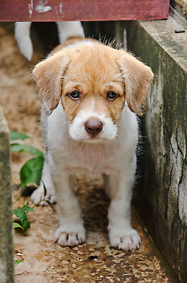 포토 JPG 해외이미지 동물 행복 가정 관계 실험 잔디 사람없음 초록색 물 반려동물 노란색 우정 황금 개 달콤 강아지 송곳니 동반자 유래 해외202004 해외포토 자연요소 식물 감정 컬러 포유류 친구 맛 치아 파일형식 이미지허브