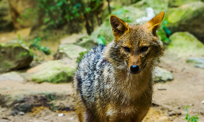 포토 JPG 해외이미지 동물 유럽 아시아 얼굴 야생동물 포유류 동물원 종류 앉기 동양인 사람없음 반려동물 갈색 머리 계곡 회색 황금 개 숲 코 육식동물 주둥이 인기 해외202004 해외포토 나라 컬러 모션 인종 신체부위 파일형식 이미지허브