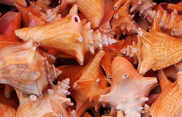 포토 JPG 해외이미지 바다 백그라운드 자연 사람없음 장식 갈색 껍질 소라 수집 해외202004 해외포토 컬러 어패류 생태계 파일형식 이미지허브