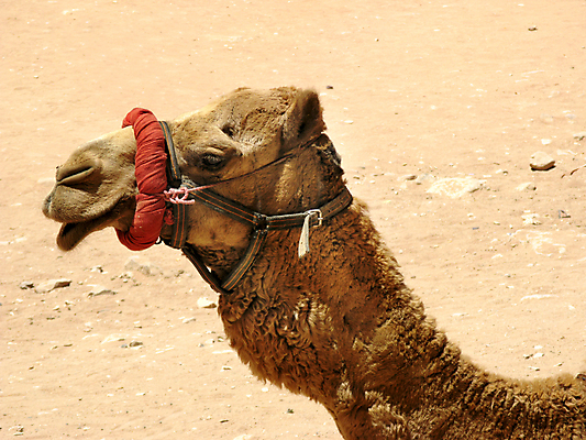 포토 JPG 해외이미지 동물 전통 모래 여행 중동 포유류 교통시설 자연 휴가 휴식 사람없음 태양 맑음 사막 뜨거움 갈증 사파리 낙타 동쪽 안장 발견 양모 동물상 아랍어 이국적 해외202004 해외포토 자연요소 나라 교통 컨셉 날씨 조형물 직물 방향 시설 생태계 파일형식 이미지허브