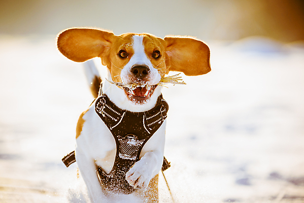 포토 JPG 해외이미지 행복 포즈 겨울 밭 포유류 모션 자연 놀이 기술 사람없음 야외 반려동물 장난감 달리기 운동 점프 기쁨 에너지 게임 흰색 개 흥분 비글 해외202004 해외포토 동물 계절 감정 컬러 농업 건강 생태계 파일형식 이미지허브