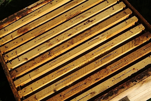 포토 JPG 해외이미지 식물 동물 꽃 음식 곤충 백그라운드 패턴 농업 자연 프레임 세포 건강 사람없음 약 환경 벚꽃 머리빗 황금 닫기 달콤 먹기 영화 유기농 바쁨 꽃가루 꿀 벌집 내추럴 밀랍 식민지 양봉 양봉장 해외202004 해외포토 웰빙 산업 무늬 의학 모션 문화예술 미용용품 맛 가루 생태계 파일형식 이미지허브