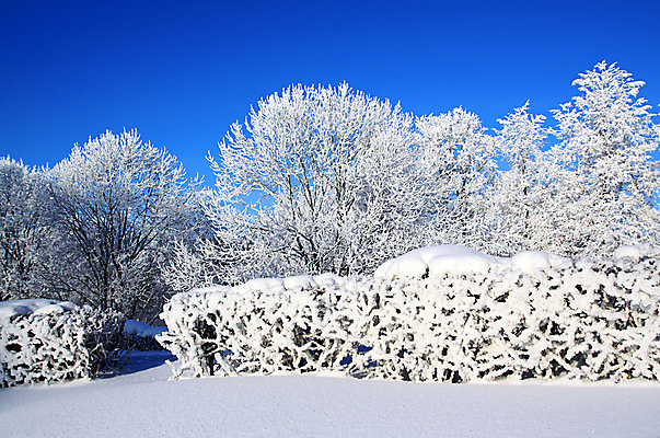포토 JPG 해외이미지 주간 나무 겨울 자연 하늘 사람없음 야외 눈 겨울풍경 해외202004 해외포토 자연요소 식물 계절 날씨 풍경 생태계 파일형식 이미지허브