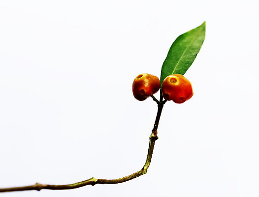 포토 JPG 해외이미지 나무 식물 계절 열매 음식 백그라운드 크리스마스 자연 건강 씨앗 사람없음 장식 가로 초록색 파란색 약 흰색 나뭇가지 신선 작음 먹기 허브 오브젝트 유기농 블루베리 상록수 침엽수 고립 향나무 해외202004 해외포토 웰빙 기념일 컬러 과일 의학 모션 크기 생태계 파일형식 이미지허브