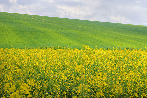 포토 JPG 해외이미지 구름 밭 자연 하늘 풍경 사람없음 야외 여름 농경지 수확 불가리아 목가 해외202004 해외포토 자연요소 계절 농업 농장 생태계 파일형식 남유럽 이미지허브