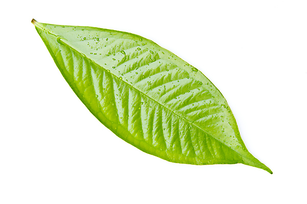 포토 JPG 해외이미지 나무 식물 공원 곤충 백그라운드 잎 자연 프레임 그림자 사람없음 야외 초록색 태양 우주 정원 맑음 침묵 봄 성장 흰색 나뭇가지 신선 투명 숲 묘사 유기농 질감 내추럴 고립 디테일 해외202004 해외포토 자연요소 동물 웰빙 계절 공공시설 컬러 날씨 소리 생태계 파일형식 이미지허브