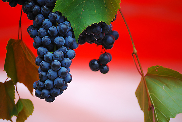 포토 JPG 해외이미지 열매 음료 음식 농업 다이어트 과일 자연 포도 디저트 건강 사람없음 빨간색 초록색 여름 파란색 농장 와인 주스 가을 시골 알코올 신선 원형 황금 달콤 상품 다발 제비꽃 포도밭 포도나무 양조장 해외202004 해외포토 도형 식물 계절 꽃 산업 컬러 밭 주류 맛 과일나무 생태계 파일형식 이미지허브