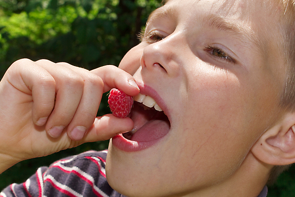 포토 JPG 해외이미지 식물 1 계절 열매 남자 어린이 음식 다이어트 과일 자연 건강 한명 사람 소년 야외 신선 선택 달콤 맛 작음 수집 먹기 주기 산딸기 내추럴 걸음마 해외202004 해외포토 컨셉 모션 크기 생태계 파일형식 이미지허브