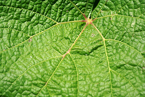 포토 JPG 해외이미지 식물 백그라운드 잎 농업 자연 포도 사람없음 초록색 성장 나뭇가지 질감 포도나무 해외202004 해외포토 나무 산업 컬러 과일 과일나무 생태계 파일형식 이미지허브