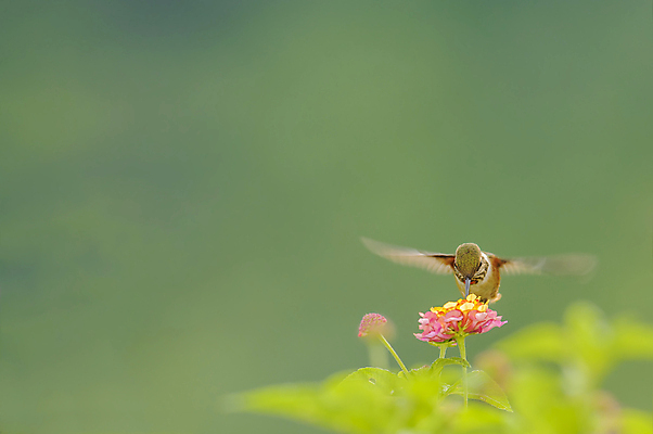 포토 JPG 해외이미지 나무 동물 야생동물 날개 자연 조류 생물 앉기 사람없음 야외 컬러풀 나뭇가지 중앙아메리카 작음 동물상 벌새 수유 코스타리카 해외202004 해외포토 식물 컬러 모션 아메리카 조형물 크기 생태계 파일형식 이미지허브