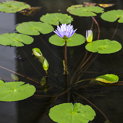 포토 JPG 해외이미지 식물 꽃잎 꽃 호수 분홍색 백그라운드 잎 꽃무늬 자연 연꽃 동양인 사람없음 야외 장식 초록색 물 여름 빛 반사 정원 보라색 스파 고요 봄 벚꽃 신선 개화 백합 심볼 순수 묘사 명상 내추럴 해외202004 해외포토 자연요소 계절 컬러 컨셉 무늬 인종 생태계 파일형식 이미지허브