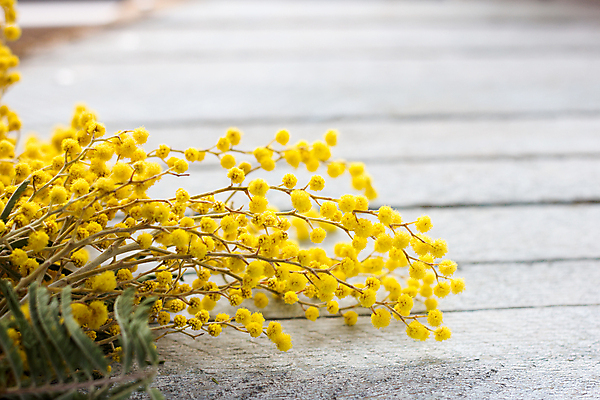 포토 JPG 해외이미지 식물 꽃 꽃다발 자연 사람없음 목재 장식 흰색 나뭇가지 다발 원예 솜털 아카시아 해외202004 해외포토 나무 컬러 재료 취미 생태계 파일형식 이미지허브
