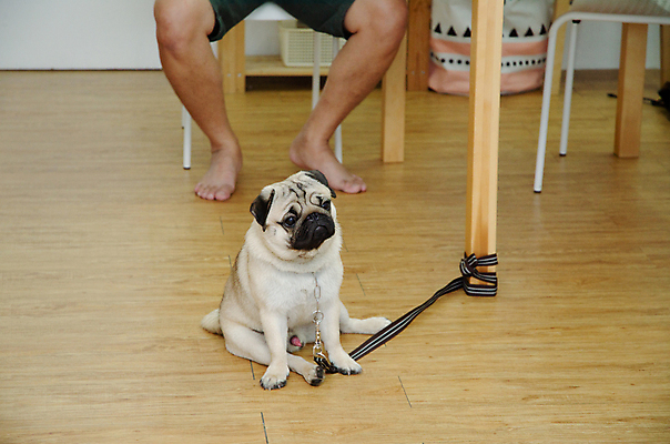 포토 JPG 해외이미지 동물 응시 행복 얼굴 인형 포유류 포옹 아침 친절 주택 함께함 사람없음 친구 반려동물 달리기 태양 활발 방 흰색 침대 잠 최고 개 강아지 작음 소중 나무껍질 송곳니 동반자 유래 진실 충실 해외202004 해외포토 주간 자연요소 나무 시선 감정 컬러 가구 컨셉 관계 안기 모션 건물 신체부위 껍질 치아 크기 파일형식 이미지허브
