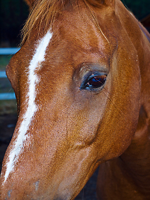 포토 JPG 해외이미지 동물 구름 얼굴 포즈 밭 포유류 자연 하늘 서기 사람없음 야외 여름 파란색 컬러풀 농장 갈색 머리 가축 봄 목장 흰색 시골 만 닫기 큼 꼬리 귀 장면 갈기 해외202004 해외포토 자연요소 계절 컬러 농업 모션 신체부위 크기 생태계 파일형식 이미지허브