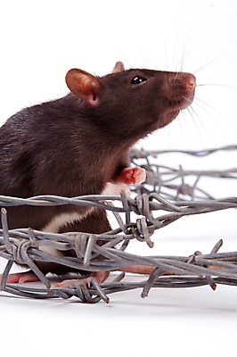 포토 JPG 해외이미지 동물 응시 포유류 수염 털 사람없음 반려동물 갈색 금속 회색 흰색 쥐 설치류 수줍음 심볼 호기심 흰배경 코 꼬리 귀 솜털 고립 해외202004 해외포토 시선 감정 컬러 백그라운드 컨셉 재질 신체부위 파일형식 이미지허브