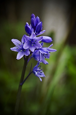 포토 JPG 해외이미지 식물 꽃 새로움 사람없음 파란색 새싹 정원 신선 꿀 블루벨 해외202004 해외포토 컬러 컨셉 파일형식 이미지허브