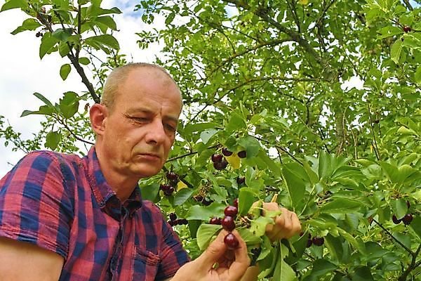 포토 JPG 해외이미지 식물 열매 음식 농업 다이어트 채소 과일 재료 자연 노동자 건강 관리 한명 사람 성인 초록색 여름 농작물 정원 수확 성장 시골 신선 잡기 업무 작업 원형 체리 맛 농부 수집 유기농 원예 날것 아날로그 내추럴 밭일 숙성 원예사 채식주의자 해외202004 해외포토 도형 직업 1 웰빙 계절 산업 컬러 컨셉 모션 취미 생태계 채식 파일형식 이미지허브