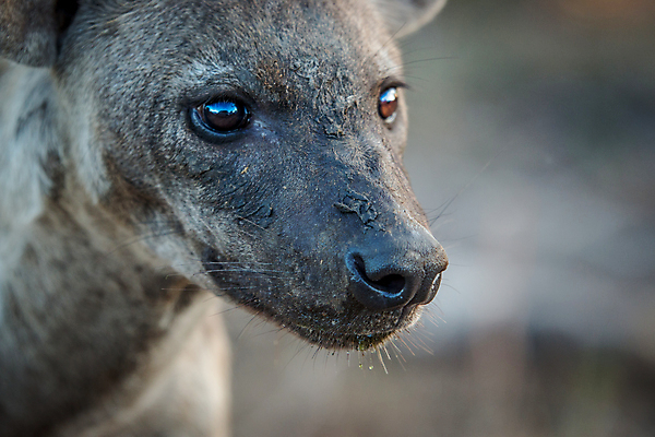 포토 JPG 해외이미지 동물 야생동물 포유류 아프리카 자연 사람없음 보호 사파리 육식동물 남아프리카 해외202004 해외포토 나라 컨셉 생태계 파일형식 이미지허브