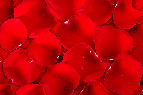 포토 JPG 해외이미지 디자인 꽃잎 꽃 백그라운드 꽃무늬 자연 추상 발렌타인데이 사랑 미술 사람없음 빨간색 장미 어둠 침묵 봄 인사 신선 신용카드 심볼 질감 정물화 해외202004 해외포토 식물 계절 감정 컬러 무늬 데이이벤트 문화예술 금융 소리 예절 그림 생태계 파일형식 이미지허브