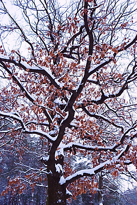 포토 JPG 해외이미지 나무 식물 계절 공원 실루엣 줄기 겨울 자연 하늘 날씨 풍경 사람없음 야외 환경 냉동 얼음 침묵 추위 흰색 나뭇가지 숲 서식 서리 장면 나무껍질 지역 눈보라 옛날 해외202004 해외포토 자연요소 공공시설 컬러 눈_날씨 촬영기법 소리 껍질 생태계 파일형식 이미지허브