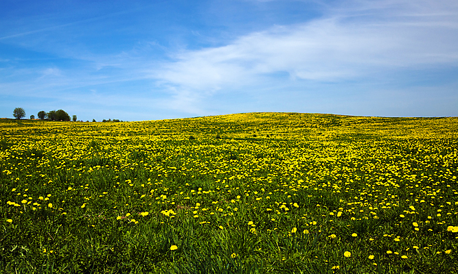 포토 JPG 해외이미지 동물 공원 여자 실루엣 호수 야생동물 날개 자연 조류 오리 미술 사람없음 야외 물 파란색 강 세트 반사 갈색 노란색 평화 검은색 침묵 일몰 흰색 연못 그룹 떨어짐 습지 깃털 사냥 북쪽 물새 청둥오리 내추럴 쉬운 해외202004 해외포토 자연요소 공공시설 컬러 컨셉 문화예술 촬영기법 사람 노을 소리 방향 생태계 파일형식 이미지허브