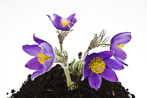 포토 JPG 해외이미지 식물 계절 꽃잎 꽃 꽃무늬 선물 사람없음 컬러풀 보라색 봄 튤립 벚꽃 흰색 신선 떨어짐 배열 꽃집 제비꽃 묘사 만족 내추럴 고립 해외202004 해외포토 감정 컬러 컨셉 무늬 상점 파일형식 이미지허브