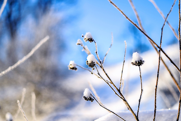 포토 JPG 해외이미지 주간 식물 겨울 자연 사람없음 야외 아웃포커스 눈 겨울풍경 해외202004 해외포토 자연요소 계절 날씨 촬영기법 풍경 생태계 파일형식 이미지허브