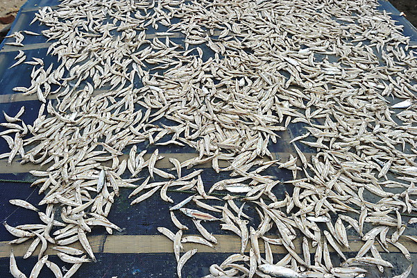 포토 JPG 해외이미지 전통 아시아 음식 백그라운드 포장 자연 낚시 건조 건강 어류 요리 동양인 사람없음 노란색 신선 그룹 시장 닫기 은색 작음 해산물 날것 지역 성분 홍콩 내추럴 생식 절임 해외202004 해외포토 나라 컬러 모션 레저 인종 중국 수중동물 크기 생태계 파일형식 이미지허브