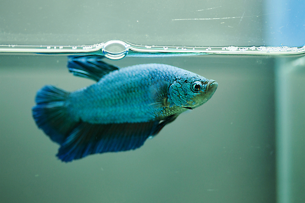 포토 JPG 해외이미지 동물 아시아 백그라운드 모션 태국 자연 불 어류 동양인 사람없음 물 반려동물 컬러풀 우주 희망 고급 우아함 군중 눈금 생물학 꼬리 싸움 지느러미 수족관 노려봄 공격적 민물 이국적 해외202004 해외포토 자연요소 교육 감정 나라 컬러 컨셉 표정 사람 인종 수중동물 생태계 파일형식 이미지허브