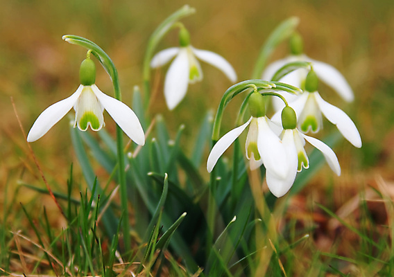 포토 JPG 해외이미지 식물 꽃 꽃무늬 자연 사람없음 야외 컬러풀 봄 벚꽃 흰색 헌병 해외202004 해외포토 계절 컬러 무늬 군인 생태계 파일형식 이미지허브