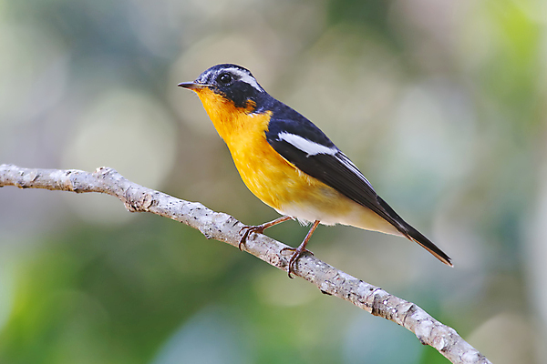 포토 JPG 해외이미지 나무 동물 여자 남자 아시아 얼굴 야생동물 백그라운드 날개 태국 자연 조류 사람없음 야외 목재 가로 초록색 컬러풀 머리 환경 나뭇가지 막대기 닫기 깃털 꼬리 부리 서식지 생태학 해외202004 해외포토 식물 교육 나라 컬러 재료 모션 사람 신체부위 생태계 파일형식 이미지허브