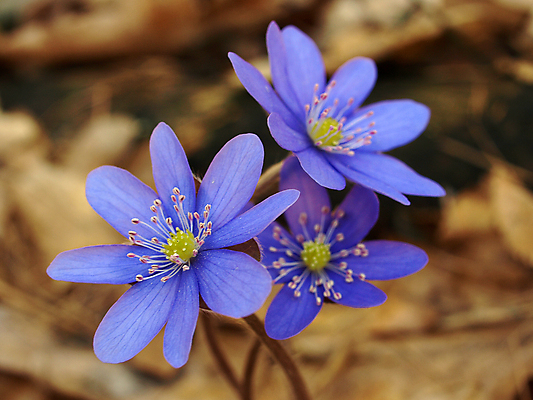 포토 JPG 해외이미지 식물 계절 꽃 꽃다발 백그라운드 꽃무늬 자연 선물 사람없음 파란색 봄 신선 개화 닫기 선택 다발 제비꽃 묘사 제비 꽃수술 노루귀 타격 많음 해외202004 해외포토 컬러 컨셉 무늬 모션 조류 생태계 파일형식 이미지허브