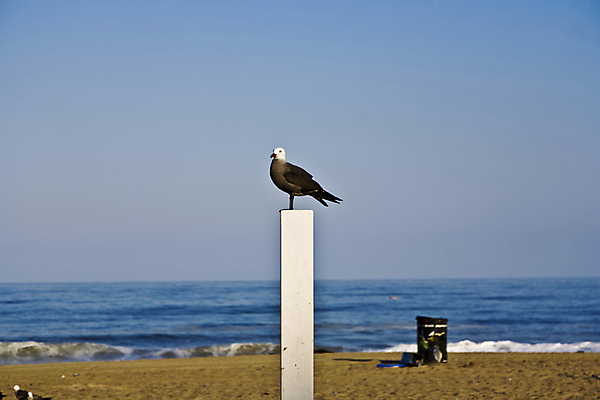 포토 JPG 해외이미지 주간 한마리 해외풍경 바다 갈매기 하늘 해변 사람없음 야외 미국 기둥 캘리포니아 수평선 해외202004 해외포토 자연요소 1 해외 건축 북아메리카 조류 풍경 파일형식 이미지허브