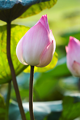 포토 JPG 해외이미지 식물 계절 공원 꽃잎 꽃 아시아 호수 분홍색 잎 꽃무늬 태국 자연 휴식 동양인 사람없음 야외 초록색 물 파란색 반사 환경 정원 보라색 검은색 벚꽃 흰색 연못 개화 명상 내추럴 이국적 해외202004 해외포토 자연요소 공공시설 나라 컬러 컨셉 무늬 인종 생태계 파일형식 이미지허브