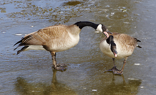 포토 JPG 해외이미지 포즈 캐나다 함께함 사람없음 물 머리 검은색 수영 흰색 목 거위 배려 해외202004 해외포토 자연요소 컬러 컨셉 북아메리카 조류 신체부위 수상스포츠 파일형식 이미지허브
